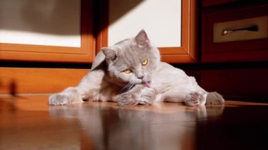 Gri İngiliz Tüylü Kedi Yalama, Yerdeki Güneş Işığında Yıkanan Kürk. Yeşil gözlü bir İskoç evcil hayvanı şafak vakti, güneş ışığı ve siyah bir gölgeyle kürkü dille temizler. Tımarlama.
