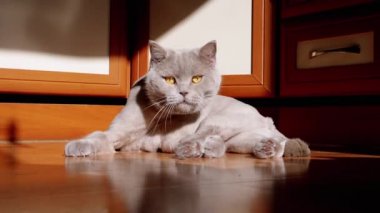 Gri İngiliz Tüylü Kedi Yalama, Yerdeki Güneş Işığında Yıkanan Kürk. Yeşil gözlü bir İskoç evcil hayvanı şafak vakti, güneş ışığı ve siyah bir gölgeyle kürkü dille temizler. Tımarlama.