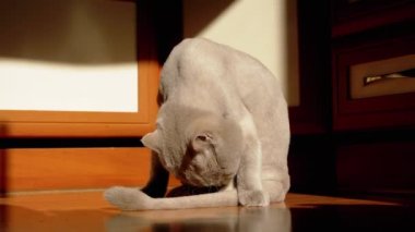 Gri İngiliz Tüylü Kedi Yalama, Yerdeki Güneş Işığında Yıkanan Kürk. Yeşil gözlü bir İskoç evcil hayvanı şafak vakti, güneş ışığı ve siyah bir gölgeyle kürkü dille temizler. Tımarlama.