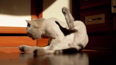 Gri İngiliz Tüylü Kedi Yalama, Yerdeki Güneş Işığında Yıkanan Kürk. Yeşil gözlü bir İskoç evcil hayvanı şafak vakti, güneş ışığı ve siyah bir gölgeyle kürkü dille temizler. Tımarlama.