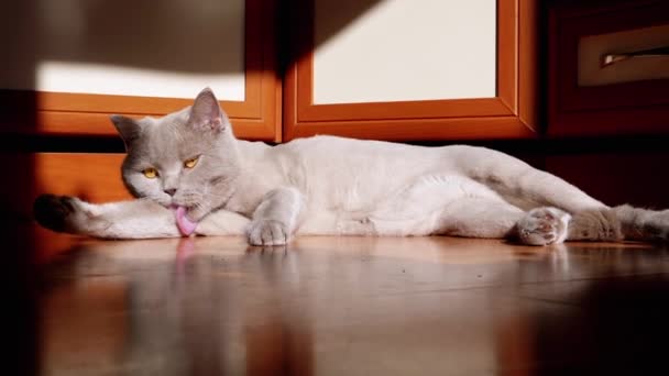 Gray British Fluffy Cat Licking Washing Fur Rays Sunlight Floor — Stock video