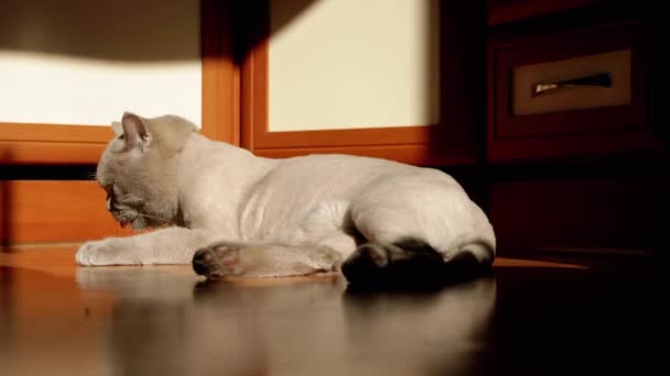 Gray British Fluffy Cat Lecking Washing Fur Rays Sunlight Floor — Video Stock