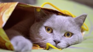 Gri İngiliz Kedisi Yatağın Üzerinde Bir Karton Kutuda Saklanıyor. Kapatın. Yeşil gözlü tüylü meraklı kedi bir kese kağıdından dışarı bakar ya da kutudan kameraya bakar. İskoç kedisi dinleniyor. Evdeki komik hayvan oyunları.