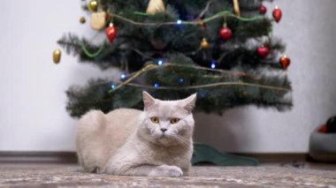 Yorgun İngiliz Kedisi Odadaki Noel Ağacı 'nın yanında yerde dinleniyor. Meraklı tüylü bir kedi etrafa bakıyor. Halıda yatan İskoç kedisi. Mutlu Noeller, evde yeni yıl kavramı.