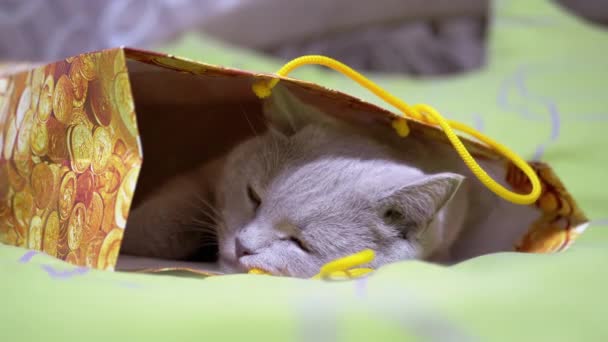 Cansado Cinza Britânico Gato Esconde Dorme Uma Caixa Papelão Cama — Vídeo de Stock