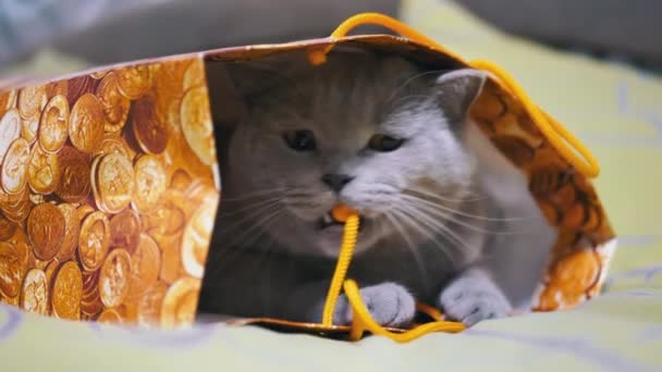 Gray British Cat Hiding Cardboard Box Playing String Bed Playful — Video Stock
