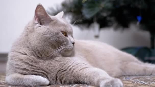 疲れた灰色の英国の猫は部屋のクリスマスツリーの近くの床に休んでいます 好奇心旺盛なふわふわの猫が周りを見ています スコットランドの猫はカーペットの上に横たわる 家庭でのメリークリスマス 新年の概念 — ストック動画