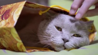 Female Hand Stroking a Gray Fluffy British Cat Sleeping in a Cardboard Box. Furry Pet hid in a paper package and fell asleep. Owner gently massages head of a napping cat on bed in a bag. Care pets.