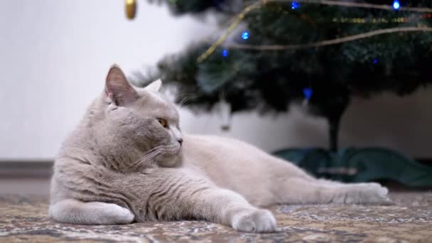 Müde Graue Britische Katze Liegt Auf Dem Boden Neben Dem — Stockvideo