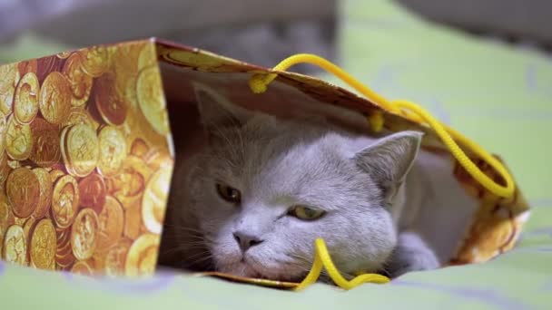厌倦了灰蒙蒙的英国猫躲在床上的纸板箱里睡觉 毛绒绒好奇的猫 绿色的眼睛从纸袋或纸盒里探出头来 睁开眼睛 苏格兰猫在休息 宠物游戏在家里 — 图库视频影像