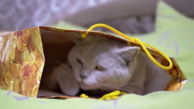 Yorgun İngiliz Kedi Saklama ve Yatakta Karton Kutuda Uyuma. Yeşil gözlü tüylü meraklı kedi, bir kese kağıdından ya da kutusundan, gözlerini açıyor. İskoç kedisi dinleniyor. Evcil hayvan oyunları.