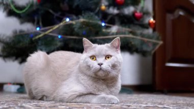 Yorgun İngiliz Kedisi Odadaki Noel Ağacı 'nın yanında yerde dinleniyor. Meraklı tüylü bir kedi etrafa bakıyor. Halıda yatan İskoç kedisi. Mutlu Noeller, evde yeni yıl kavramı.