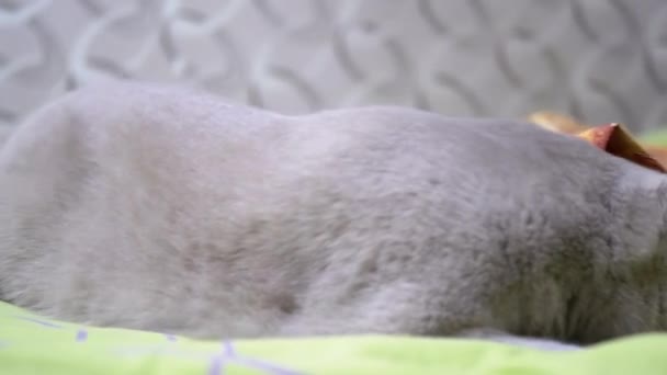 灰猫藏在床上的一个纸板箱里 靠近点毛绒绒好奇的猫 绿色的眼睛从纸袋或盒子里往外看 看着相机 苏格兰猫在休息 家里有趣的宠物游戏 — 图库视频影像