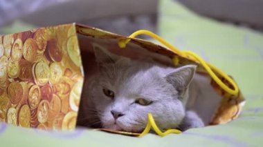 Yorgun İngiliz Kedi Saklama ve Yatakta Karton Kutuda Uyuma. Yeşil gözlü tüylü meraklı kedi, bir kese kağıdından ya da kutusundan, gözlerini açıyor. İskoç kedisi dinleniyor. Evcil hayvan oyunları.