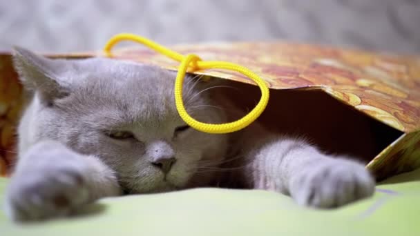 Müde Graue Britische Katze Versteckt Sich Und Schläft Einem Karton — Stockvideo