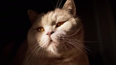Close-up Portrait of a Gray Fluffy British Cat Looking Up in the Sunlight. Pet gaze. A curious face purebred cat with open green eyes is watching the movement in the rays of the sun at dawn, morning.