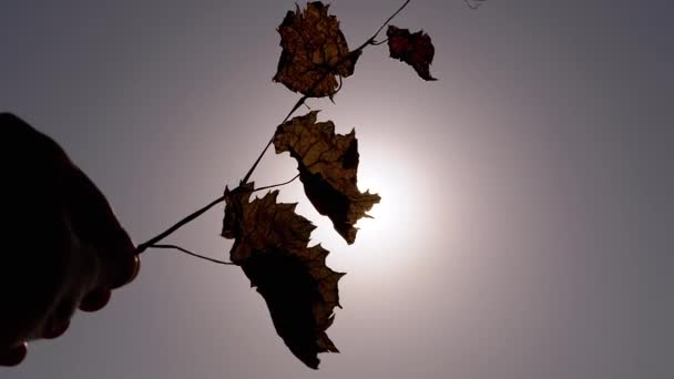 여성은 드리리 Dry Leafs 손잡고 선셋에 태양으로 잎으로 나뭇가지를 실루엣새는 — 비디오