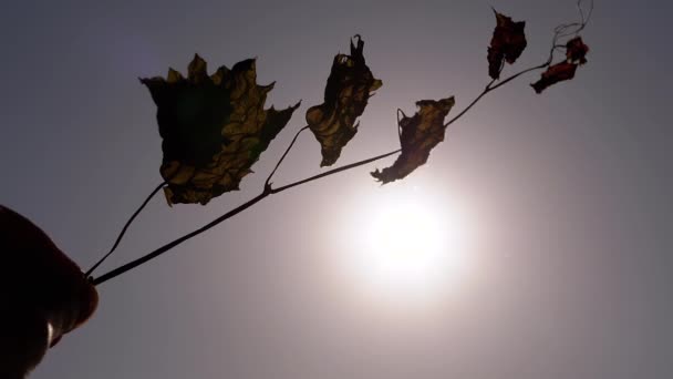 女性は乾燥した葉で手を空に伸ばし 日没時に太陽に 枯れ枝を持つ手のシルエットは 黒い背景に太陽の光の輝きに輝きます — ストック動画