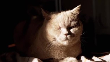 Sleepy Look of a Gray Fluffy British Cat Sitting on a Bed in Rays of Sunlight. Resting purebred pet slowly opens and closes its eyes, looks at the rising sun in the morning at dawn. Room. Close-up.