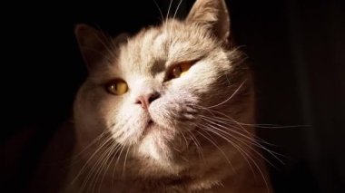 Close-up Portrait of a Gray Fluffy British Cat Looking Up in the Sunlight. Pet gaze. A curious face purebred cat with open green eyes is watching the movement in the rays of the sun at dawn, morning.