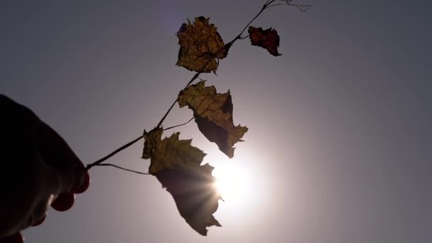 女性は乾燥した葉で手を空に伸ばし 日没時に太陽に 枯れ枝を持つ手のシルエットは 黒い背景に太陽の光の輝きに輝きます — ストック動画