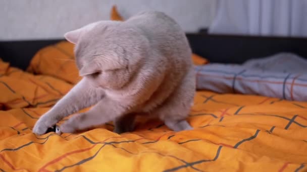 スコットランドの小児性愛灰色の国内猫は陽気に柔らかいベッドの上でボールで遊ぶ ふわふわの英国猫はパウでボールを保持し 部屋のオレンジのベッドルームの服に舌でそれをクリックします 屋内でのペットゲーム — ストック動画