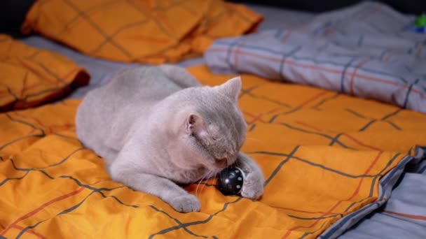 スコットランドの小児性愛灰色の国内猫は陽気に柔らかいベッドの上でボールで遊ぶ ふわふわの英国猫はパウでボールを保持し 部屋のオレンジのベッドルームの服に舌でそれをクリックします 屋内でのペットゲーム — ストック動画