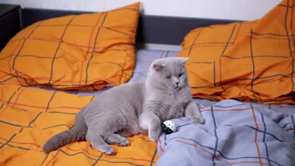 スコットランドの小児性愛灰色の国内猫は陽気に柔らかいベッドの上でボールで遊ぶ 女主人は部屋のオレンジのベッドリネンの上に疲れた横猫にボールを投げます 内部のペットゲーム — ストック動画