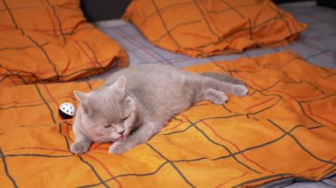 Yatakta güzel İskoç Kedi Yıkama, Balo 'nun yanındaki renkli yatağa uzanma. Yumuşak, yeşil gözlü İngiliz kedisi patisini yalıyor, dili ile sıcak turuncu bir tekstil üzerinde yalıyor. Evcil hayvanlar.
