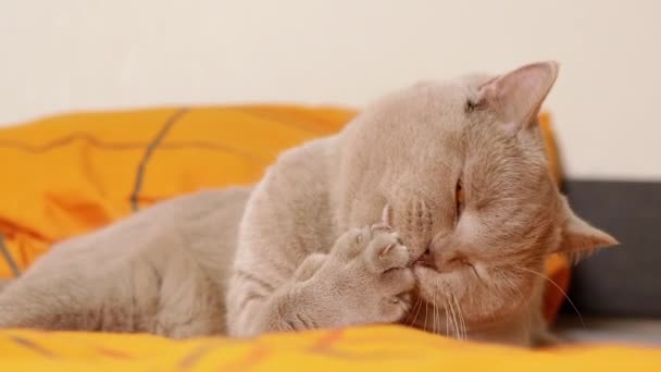 Gato Escocês Cinza Deitado Uma Cama Macia Aconchegante Lavando Sua — Vídeo de Stock