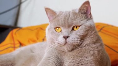 Büyüleyici Gri Tüylü İngiliz Kedi Odada Yatıyor, Kameraya Bakıyor. Yakın plan. Yeşil gözlü yorgun bir evcil kedi yatak odasındaki rahat, turuncu bir yatak örtüsünün üzerinde dinleniyor. Yaşam Tarzları.