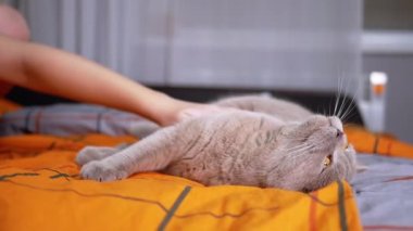Yumuşak Turuncu Battaniyenin Üzerinde Uzanmış Gri Yumuşak Tüylü İskoç Kedisini Elleyen Çocuk El Okşuyor. Oyuncu safkan bir İngiliz evcil kedisi bebekle yatakta oynuyor. Sevgi, ilgi ve evcil hayvanlara şefkat. Arkadaşlık..