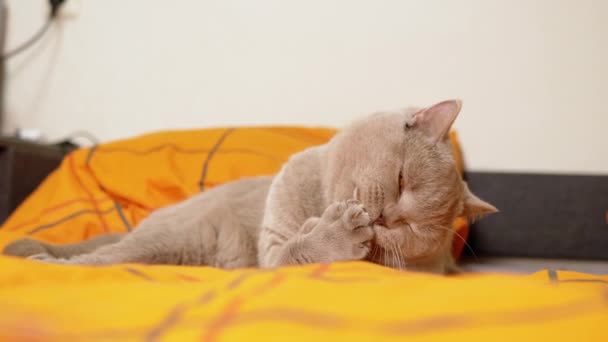 Gri Skoç Kedisi Yumuşak Bir Yatakta Uzanıyor Kürkünü Diliyle Yıkıyor — Stok video