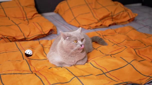 美しいスコティッシュ キャット レスト ベッドボール近くのカラフルなベッドに座っています 緑の目をしたふわふわの国産英国猫が遠くを見て 柔らかい居心地の良いオレンジの織物で唇をなめる — ストック動画