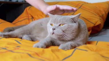 Çocuk Elleri Yumuşak Turuncu Battaniyede Yatan Gri Yumuşak Yumuşak İskoç Kedisini Okşar. Safkan İngiliz evcil kedisi yatakta dinlenmekten zevk alıyor. Sevgi, ilgi ve evcil hayvanlara şefkat. Çocuklar ve hayvanlar.