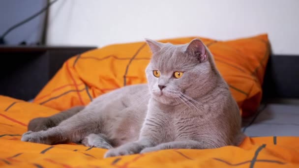 迷人的灰毛绒绒英国猫躺在床上跟随运动 疲惫的家猫 绿眼睛 躺在舒适的彩色橙色床罩上 躺在卧室里 生活方式 — 图库视频影像