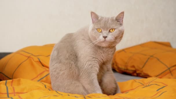 灰色苏格兰猫坐在舒适柔软的床上 用舌头洗毛皮 毛绒绒的英国家猫 绿眼睛 房间里有枕头 用橙色毛毯清洁毛皮 生活方式 — 图库视频影像
