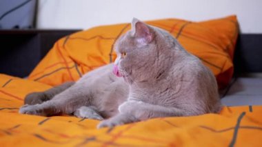 Gri tüylü İngiliz Kedi Odada Yatıyor, Dille Dudaklarını Yalıyor. Yakın plan. Yeşil gözlü yorgun bir evcil kedi yatak odasındaki rahat, turuncu bir yatak örtüsünün üzerinde dinleniyor. Yaşam Tarzları.