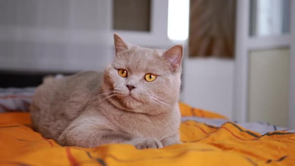 Γκρι Scottish Cat Ξαπλωμένη Ένα Άνετο Μαλακό Κρεβάτι Πλύσιμο Γούνα — Αρχείο Βίντεο