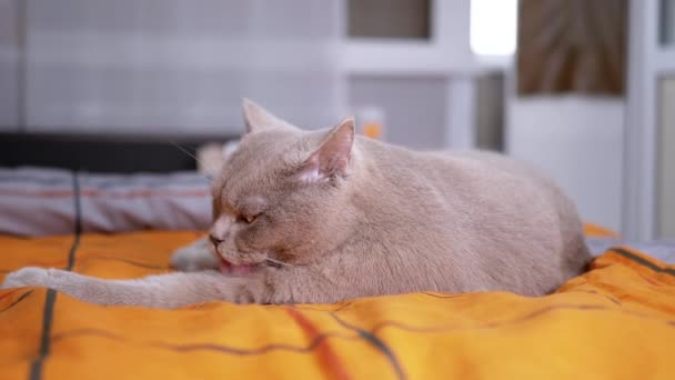 Graue Schottische Katze Liegt Auf Einem Gemütlichen Weichen Bett Und — Stockvideo