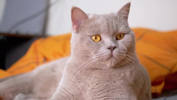 Gris Encantador Fluffy British Cat Acostado Cama Habitación Mirando Cámara — Vídeo de stock