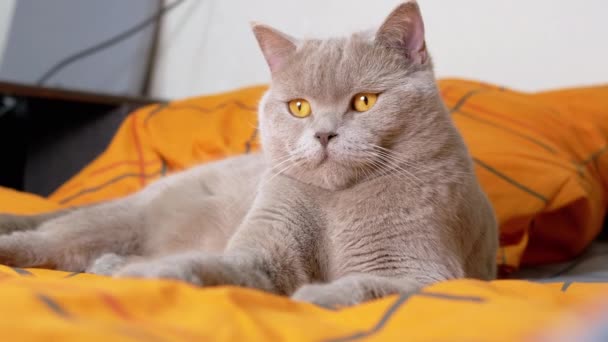 Okouzlující Gray Chlupatá Britská Kočka Ležící Posteli Pokoji Dívající Kameru — Stock video