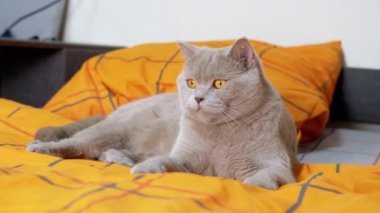 Büyüleyici Gri Yumuşak İngiliz Kedi Odada Yatıyor Hareketi İzliyor. Yakın plan. Yeşil gözlü, yorgun evcil kedi yatak odasındaki turuncu yatak örtüsünün üzerinde dinleniyor. Yaşam Tarzları.