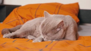 Gri İskoç Kedisi Yumuşak bir yatakta uzanıyor, Kürkünü diliyle yıkıyor. Yeşil gözlü tüylü İngiliz kedisi odada yastıklarla turuncu bir battaniyeyle kürk temizliyor. Yaşam tarzı. Evcil hayvanlar.