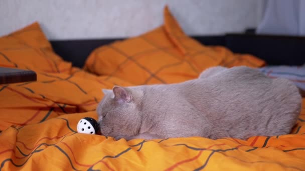 Scottish Pedigreed Gray Domestic Cat Alegremente Joga Com Uma Bola — Vídeo de Stock