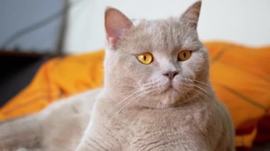 Büyüleyici Gri Tüylü İngiliz Kedi Odada Yatıyor, Kameraya Bakıyor. Yakın plan. Yeşil gözlü yorgun bir evcil kedi yatak odasındaki rahat, turuncu bir yatak örtüsünün üzerinde dinleniyor. Yaşam Tarzları.