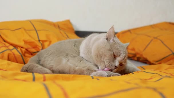 Gri Skoç Kedisi Yumuşak Bir Yatakta Uzanıyor Kürkünü Diliyle Yıkıyor — Stok video