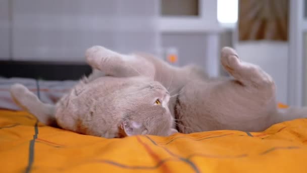 Серый Коротышка Чистокровный Британский Кот Натирающий Мягкое Одеяло Играющий Кровати — стоковое видео