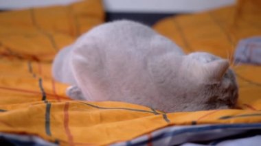 Gri Shorthair Safkan İngiliz Kedisi Yumuşak Battaniye Ovalıyor, Yatakta Oynuyor. Yeşil gözlü tembel bir evcil kedi turuncu bir yatak örtüsünde sallanıyor. İlkbahar. Sevgi. Kedi dinleniyor. Evcil hayvanlar.