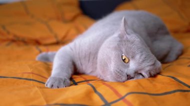 Gri Shorthair Safkan İngiliz Kedisi Yumuşak Battaniye Ovalıyor, Yatakta Oynuyor. Yeşil gözlü tembel bir evcil kedi turuncu bir yatak örtüsünde sallanıyor. İlkbahar. Sevgi. Kedi dinleniyor. Evcil hayvanlar.